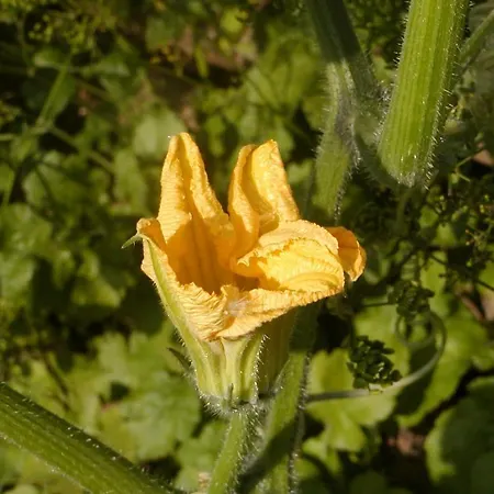 ファームステイ アグリトゥーリズモ ラ ジネストラ *