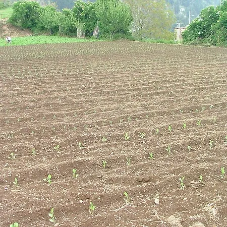Agriturismo La Ginestra Vico Equense